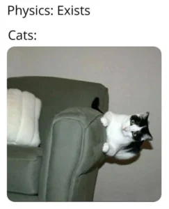 Funny Cat Memes