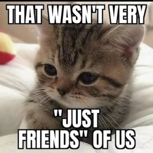 Funny Cat Memes