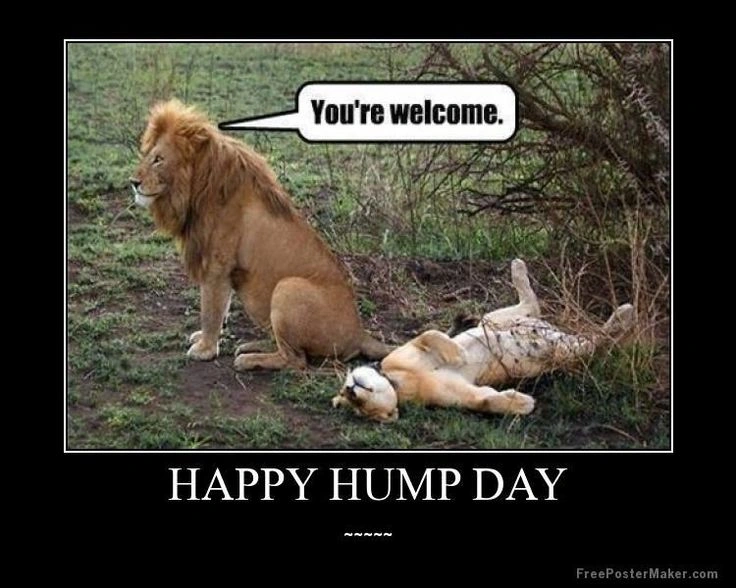 Hump Day Memes 