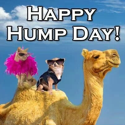 Hump Day Memes 