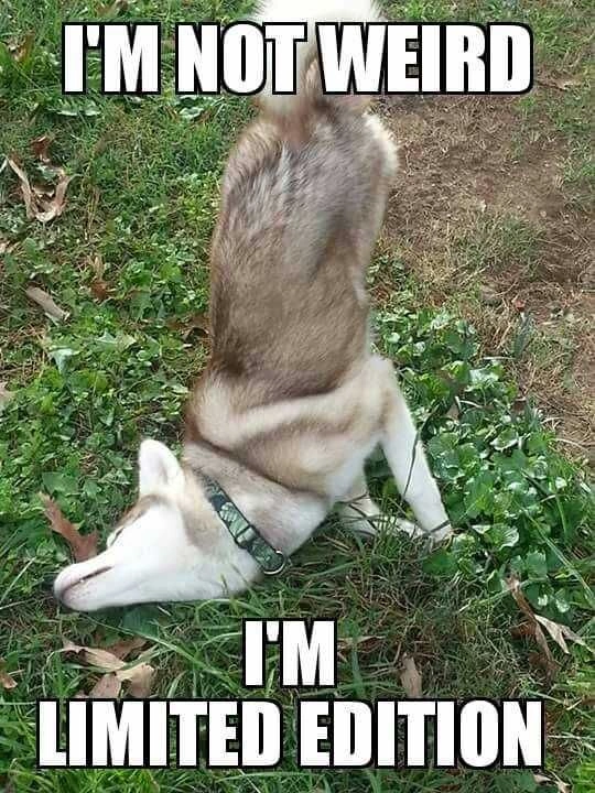 animal memes
