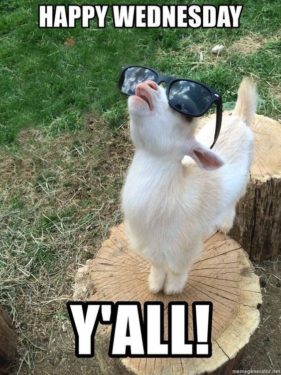 Hump Day Memes 