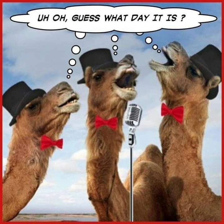 Hump Day Memes 