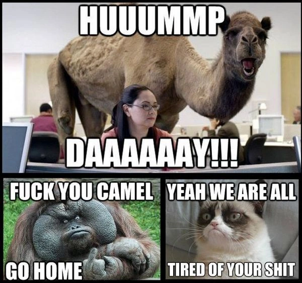 Hump Day Memes 