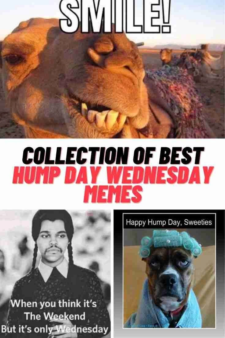 Hump Day Memes 