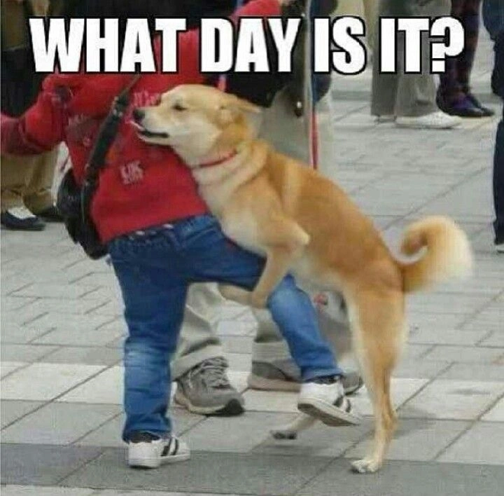 Hump Day Memes 