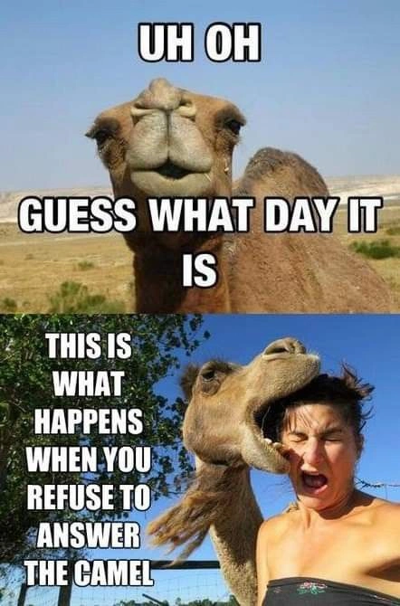 Hump Day Memes 