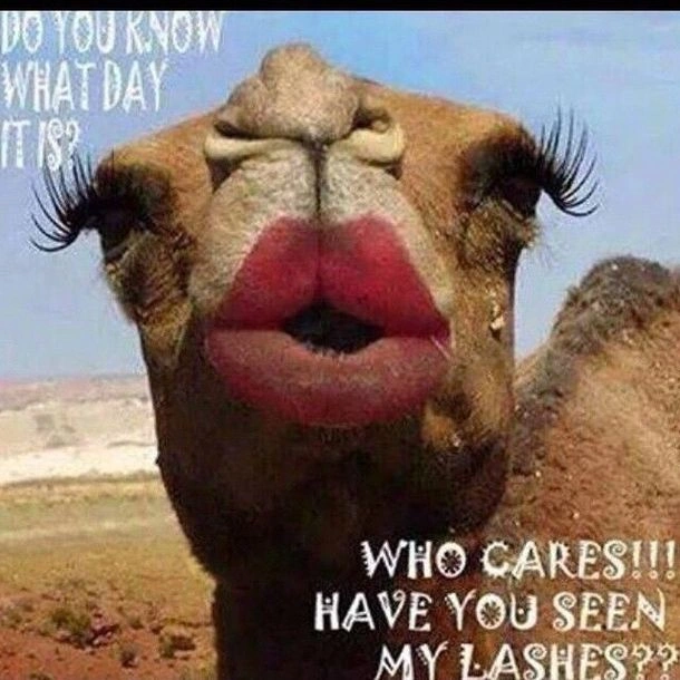 Hump Day Memes 