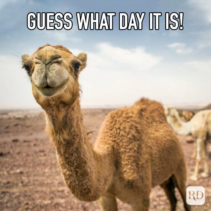 Hump Day Memes 