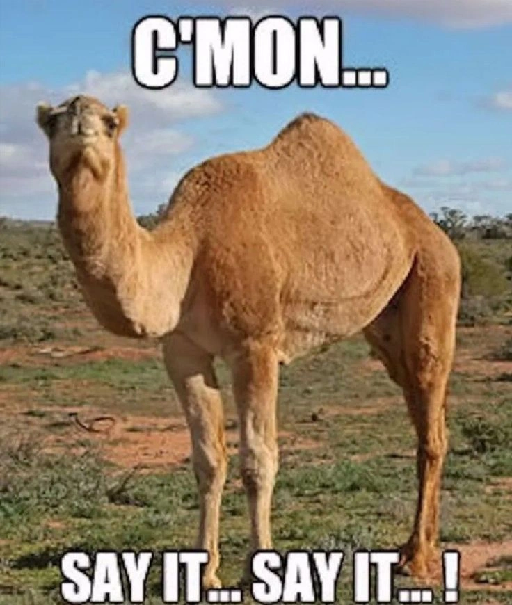 Hump Day Memes 