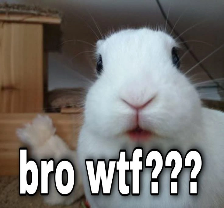 Animal Memes