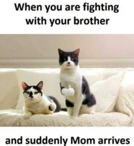 Family Memes 