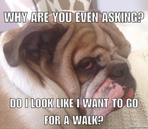 Pitbull Memes