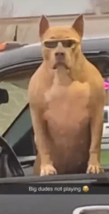 Pitbull Memes