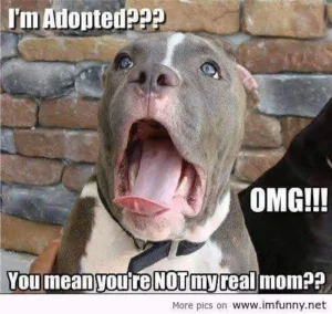 Pitbull Memes