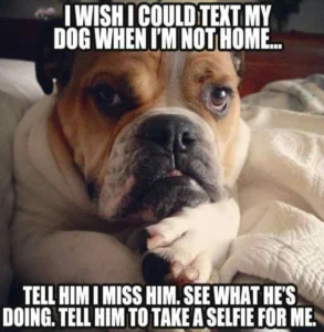 Pitbull Memes