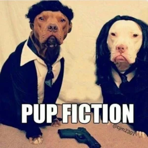 Pitbull Memes