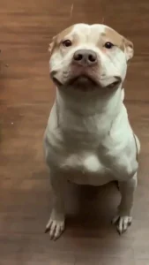Pitbull Memes