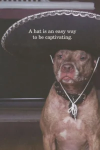 Pitbull Memes