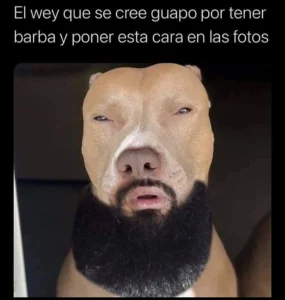 Pitbull Memes