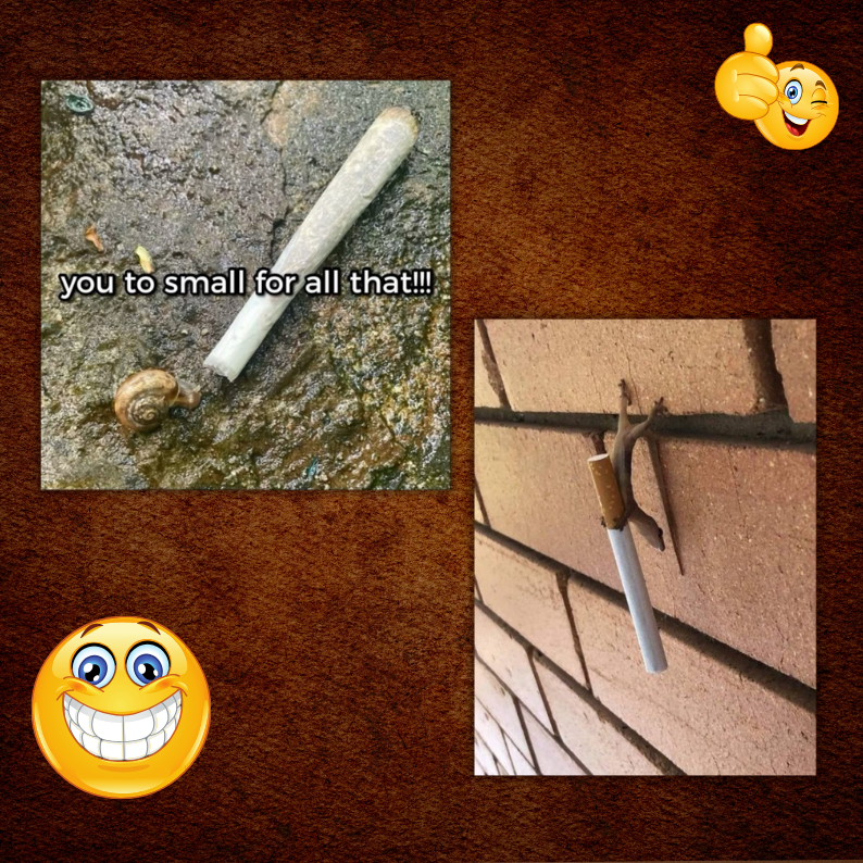 Weed Memes