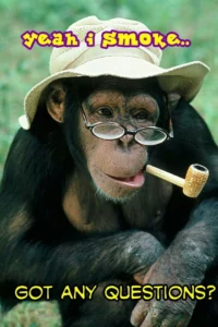 Monkey Memes 