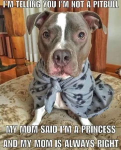 Pitbull Memes