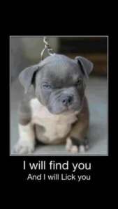 Pitbull Memes