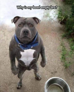 Pitbull Memes