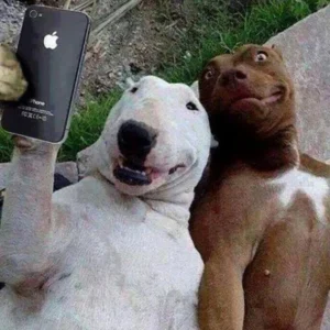 Pitbull Memes
