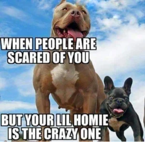 Pitbull Memes