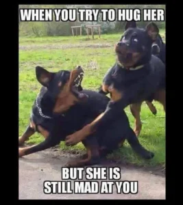 Pitbull Memes