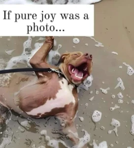 Pitbull Memes