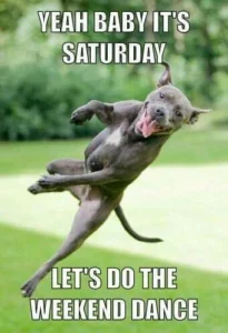 Pitbull Memes
