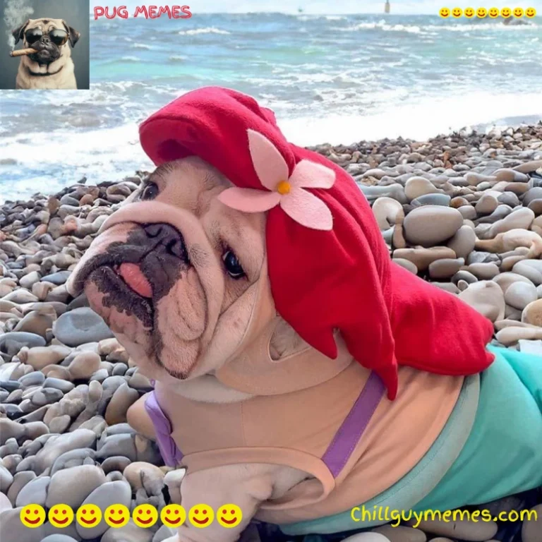 pug memes
