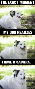 puppy memes