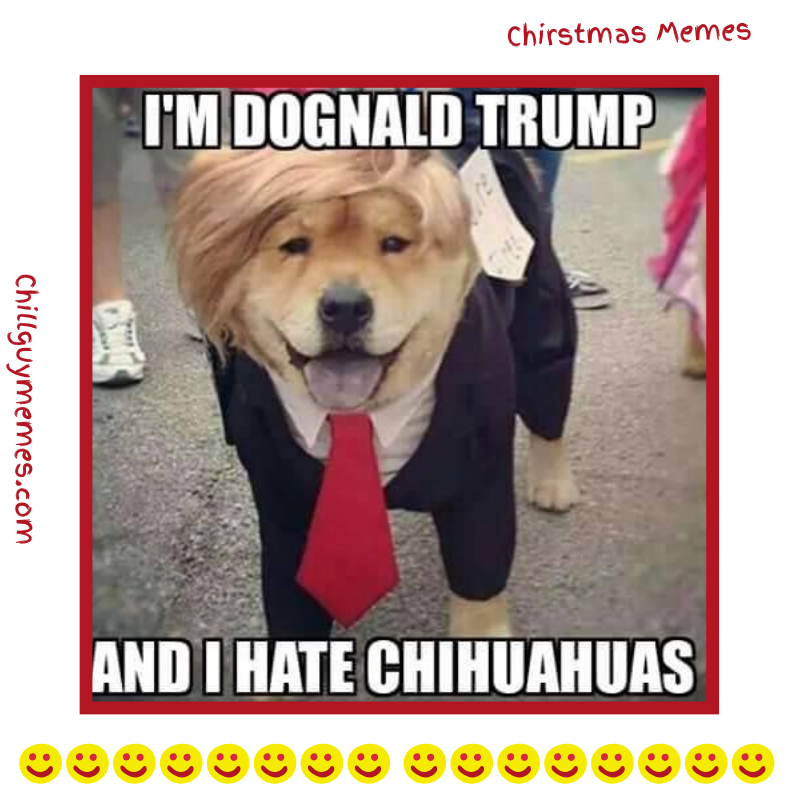 Trump Cat Memes
