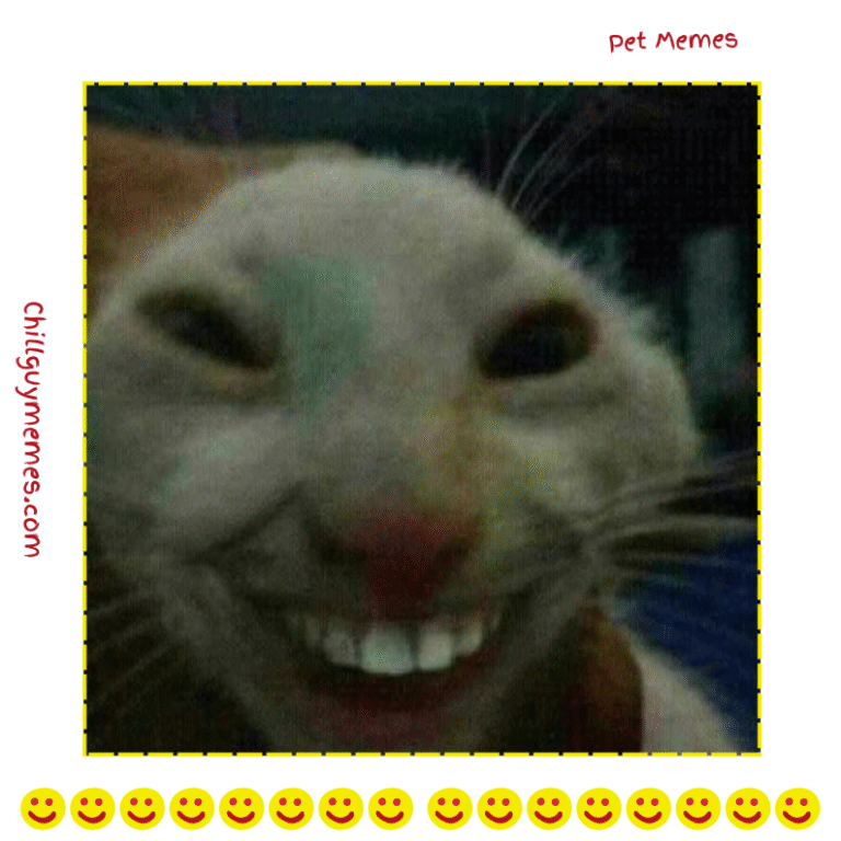 Pet memes