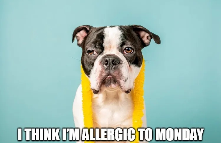 Monday Memes Positive