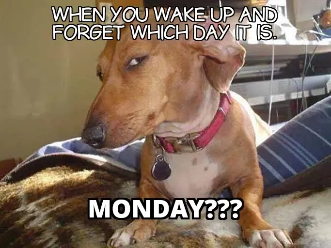 Monday Memes Positive