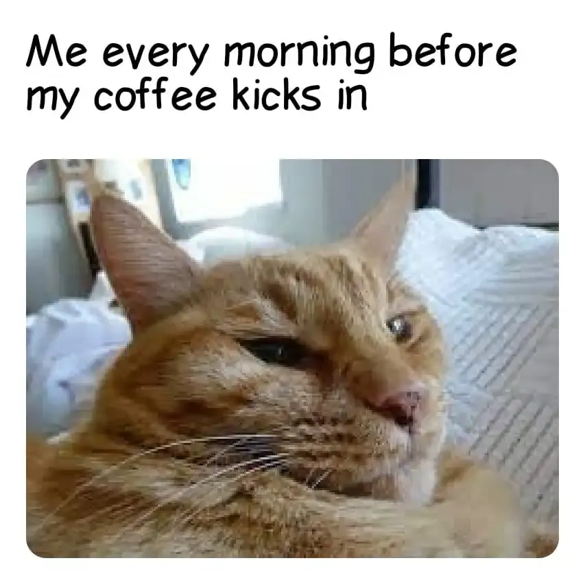 Most Funniest Funny Good Morning Memes