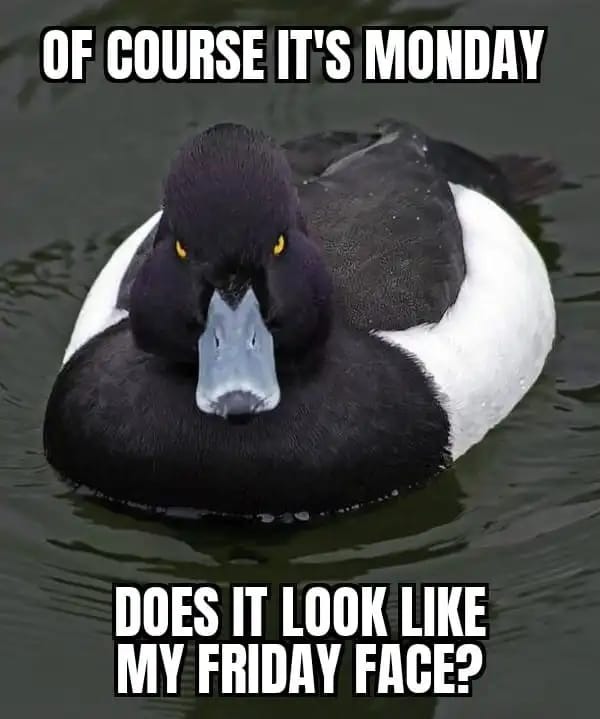 Monday Memes Positive