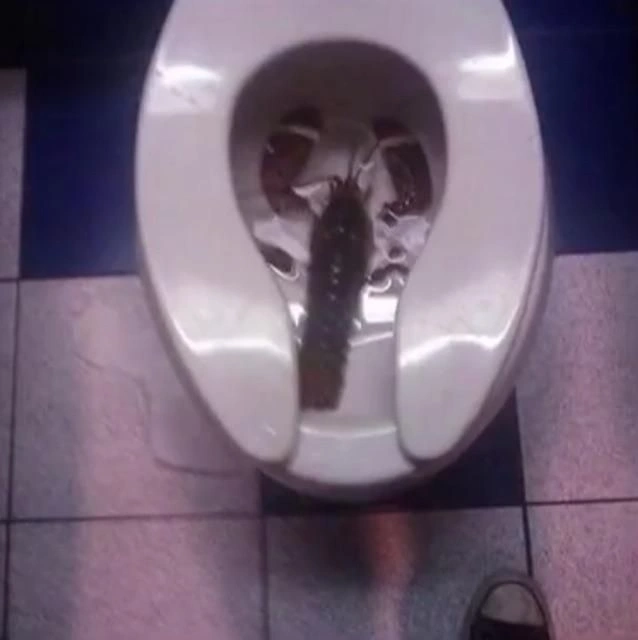 Poop Meme