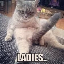 Sexy Memes